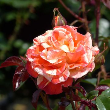 Rosa polyantha Oranges and Lemons