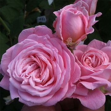 Rose a cespuglio Parfuma Comtesse Marie Henriette