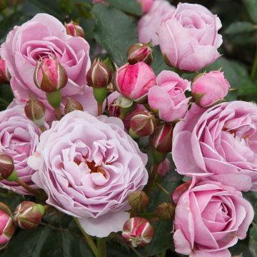 Rosa polyantha PATIO ROSE Nautica KORcharblo