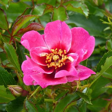 Rosa tappezzante Queen Babylon Eyes