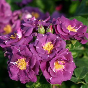 Rosa Floribunda Rhapsody In Blue