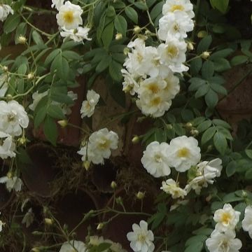 Rosa wichuraiana Sander's White Rambler - Rosa rampicante