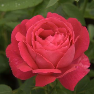 Rosa antica Ulrich Brunner fils