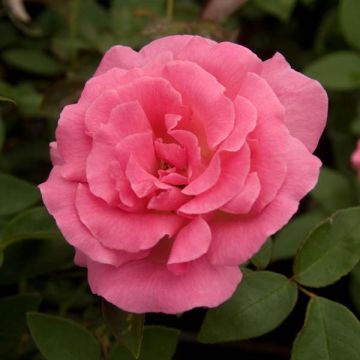 Rosa rampicante Zéphirine Drouhin