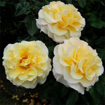 Rosa Sunny Sky - Rose ibrida di tea