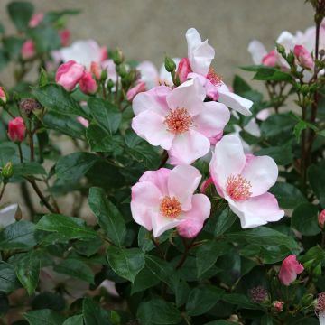 Rosa polyantha Astronomia Meillandécor