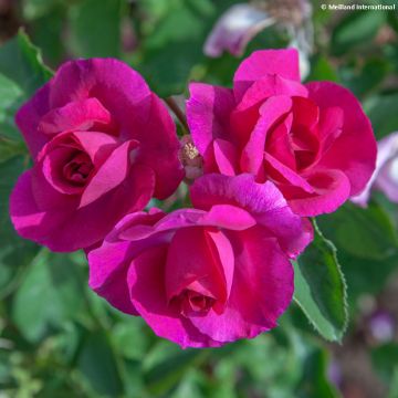 Rosa Floribunda Bluebell