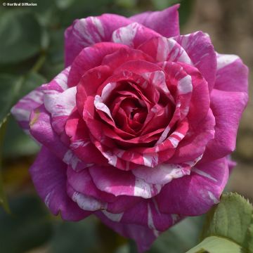 Rosa polyantha Fizzy Lady