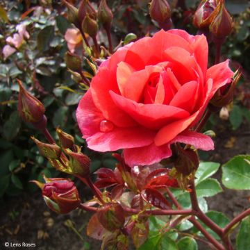 Rosa polyantha Folle Framboise