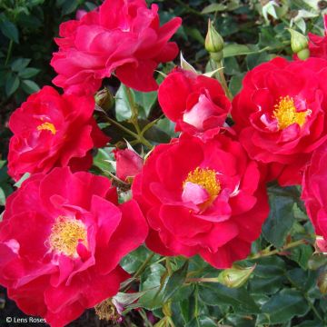 Rosa polyantha Garance