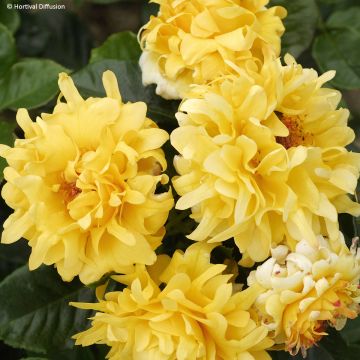 Rosa Golden Lady Ruffles