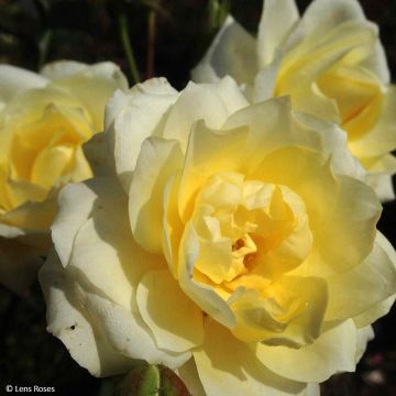 Rosa polyantha Love letter