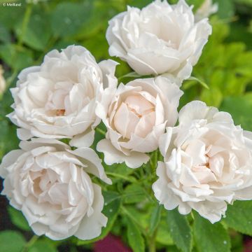 Rosa polyantha Crème Chantilly 'Meiradena'