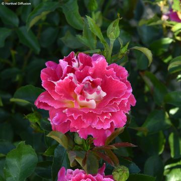 Rosa Pink Lady Ruffles