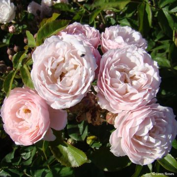 Rosa polyantha Rose de la petite Chabotte VELsema