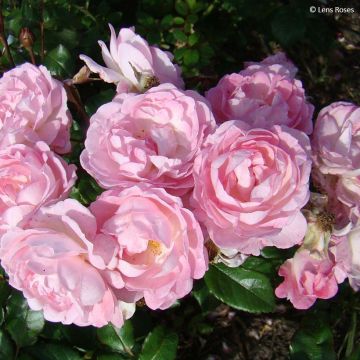 Rosa polyantha Sourire de Sylvie