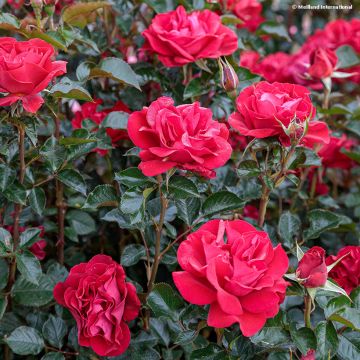 Rosa polyantha Summer Sangria 'Meizilena'