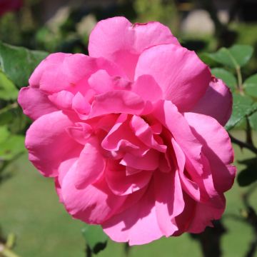 Rosa Floribunda Sylvie Vartan