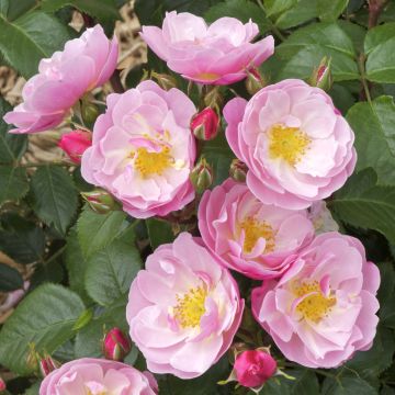 Rosa Floribunda Utopia