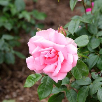 Rosa Floribunda Ville de Saumur