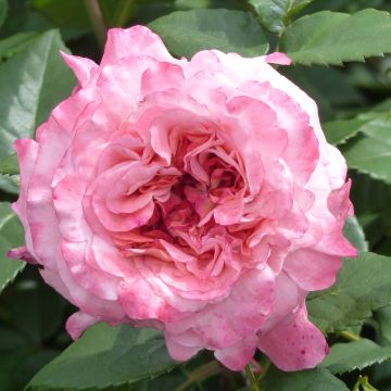 Rosa Augusta Luise - Rose ibrida di tea