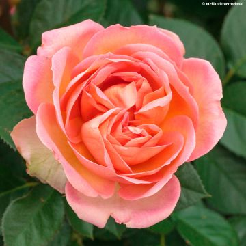 Rosa Auguste Escoffier - Rose ibrida di tea