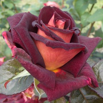 Rosa Eddy Mitchell - Rose ibrida di tea