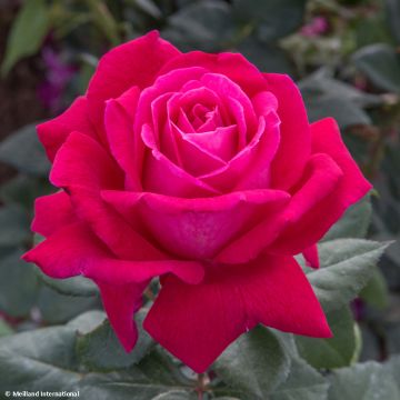 Rosa Elégance Française Meithatie