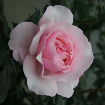 Rosa Gilles de Brissac