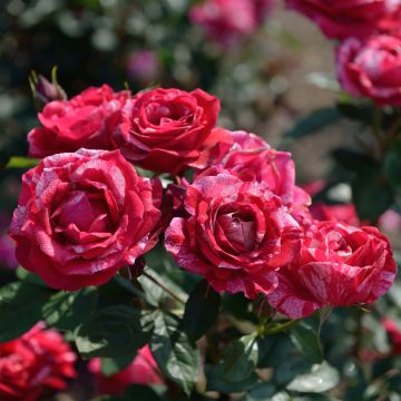 Rosa Henri Matisse - Rose ibrida di tea