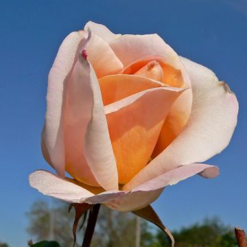 Rosa Michele Meilland - Rose ibrida di tea