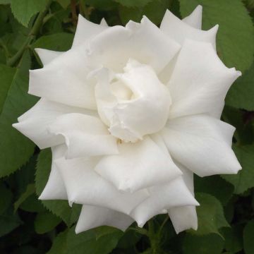 Rosa Pape Jean-Paul II - Rose ibrida di tea