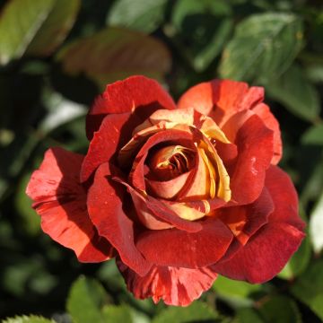 Rosa Poseidon - Rose ibrida di tea