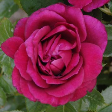 Rosa Rose Lalande de Pomerol - Rose ibrida di tea