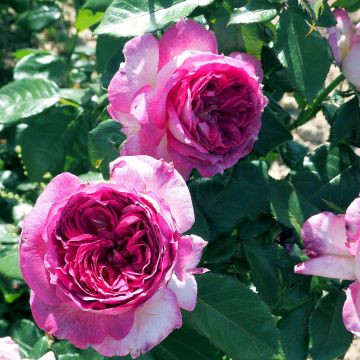 Rosa Thierry Marx - Rose ibrida di tea