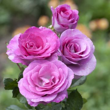 Rosa Violette Parfumée - Rose ibrida di tea