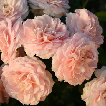 Rosa polyantha Cremosa