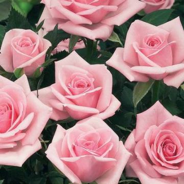 Rosa polyantha Birthday Rose Bio