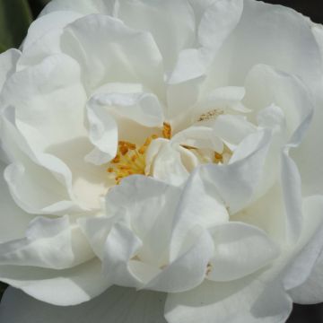 Rosa bianca Suaveolens