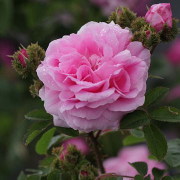 Rosa centifolia Cristata