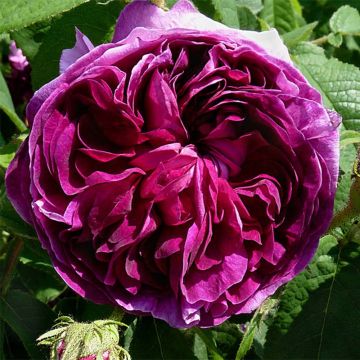 Rosa gallica Charles de Mills - Rosa serpeggiante