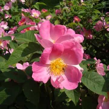 Rosa gallica Complicata - Rosa serpeggiante