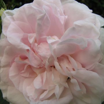 Rosa bianca Cuisse de Nymphe