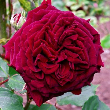 Rosa Empereur du Maroc