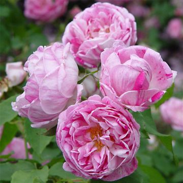 Rosa antica Honorine de Brabant