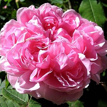 Rosa antica Jacques Cartier