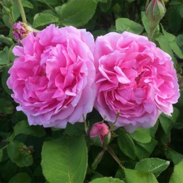 Rosa antica Mme Boll