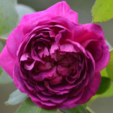 Rosa antica Reine des Violettes