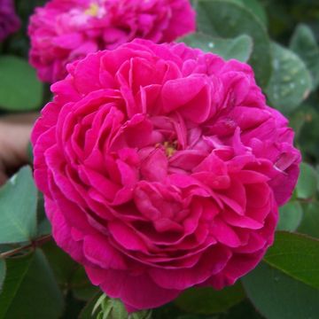 Rosa antica Rose de Rescht