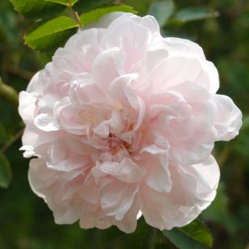 Rosa pimpinellifolia Stanwell Perpetual - Rosa botanico